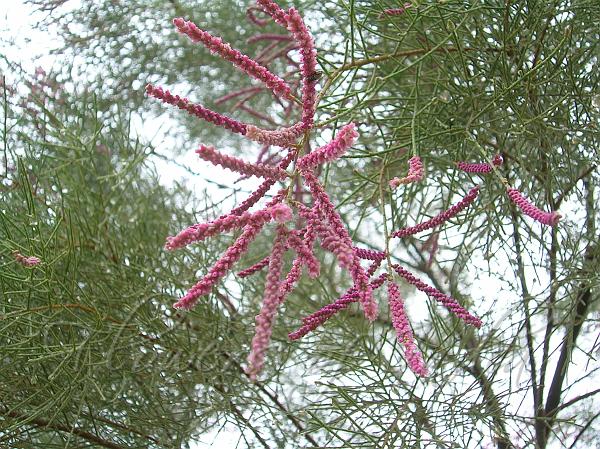 Red Tamarisk